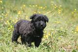 BOUVIER DES FLANDRES 467